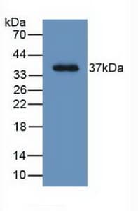 LRG1 / LRG Antibody