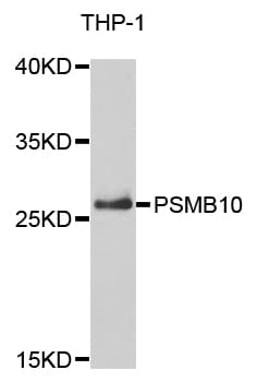 Polyclonal Rabbit anti-Human PSMB10 Antibody (IHC, IF, WB)