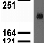 Monoclonal Mouse anti-Rat GRIN2A / NMDAR2A / NR2A Antibody (clone S327-95, WB)