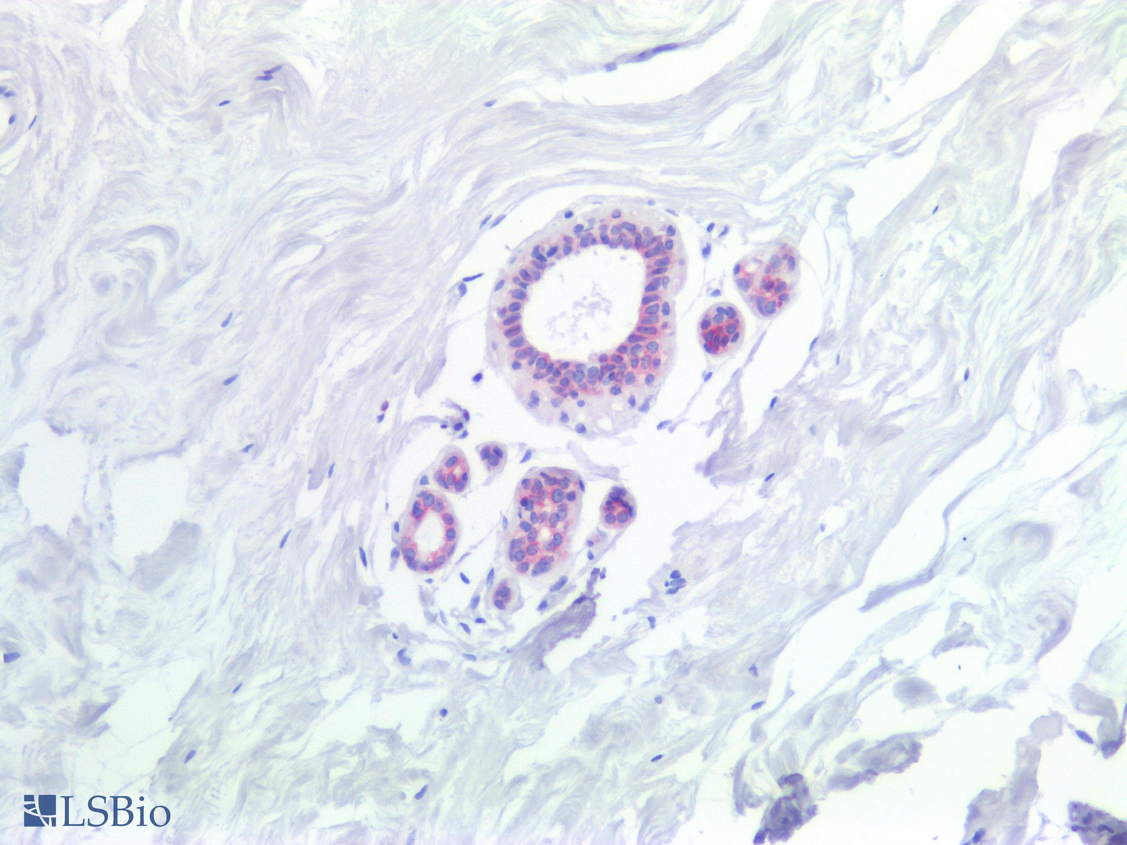 IHC-plus™ Monoclonal Mouse anti-Human BCL2 / Bcl-2 Antibody (clone Bcl-2/100, aa41-54, IHC, WB)