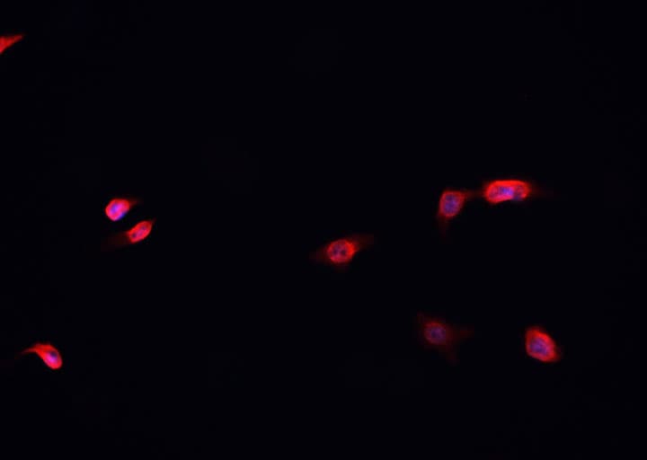HNRNPD / AUF1 Antibody