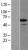 NT5C2 Protein (Over-Expression Lysate Myc-DDK (Flag))