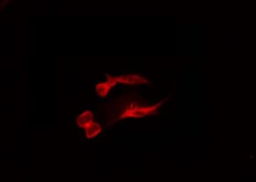 RNF138 Antibody