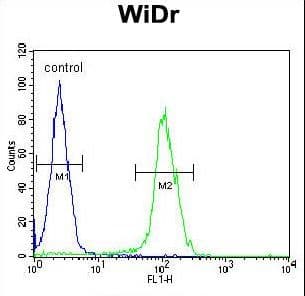 BEX1 Antibody (aa63-90)