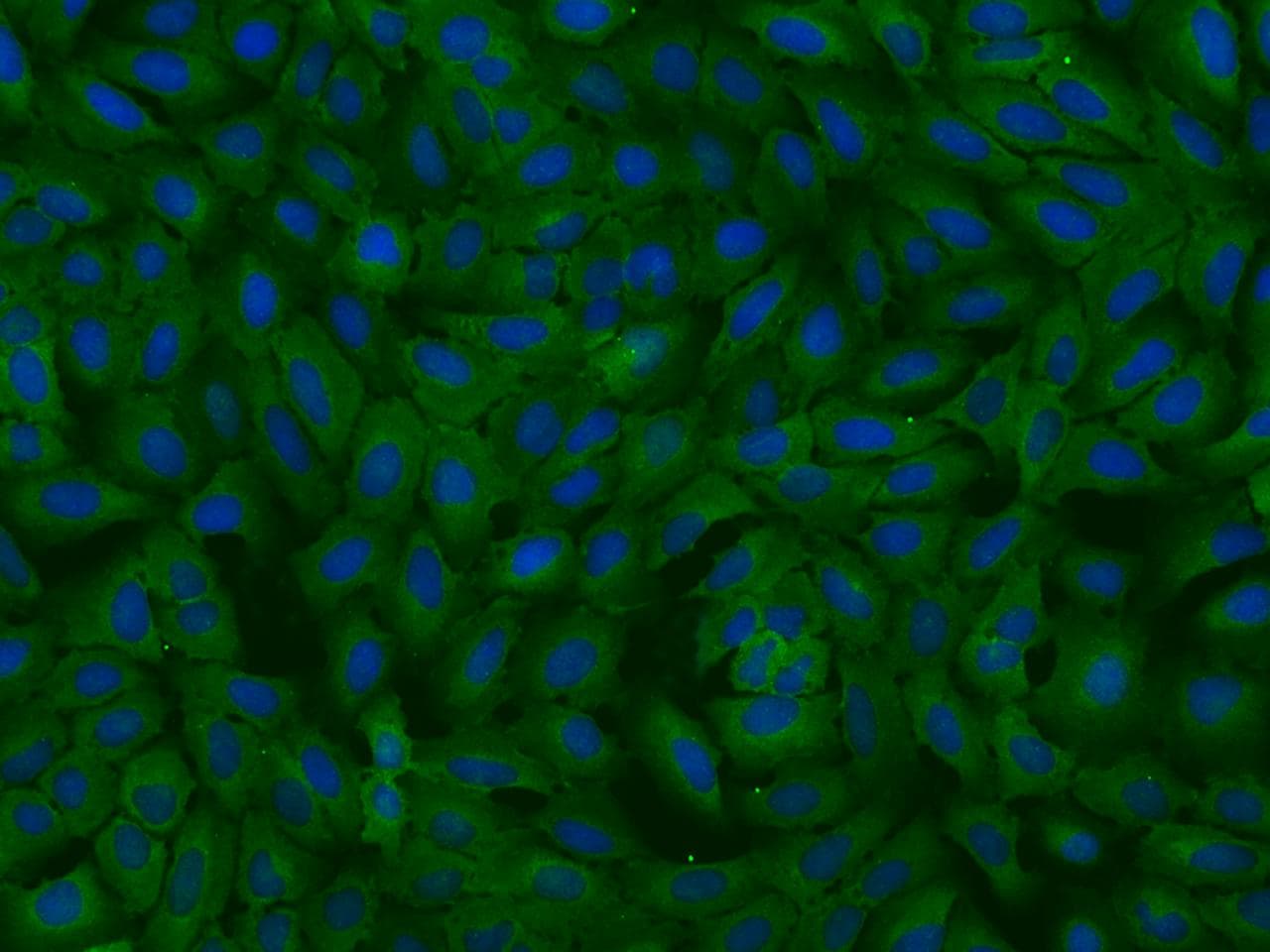 MTHFD1 Antibody