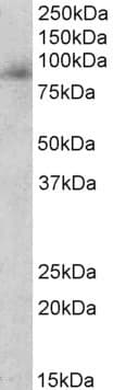 MPO / Myeloperoxidase Antibody (aa74-86)
