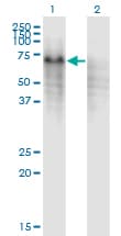 PPP2R5C Antibody (clone 3G9)
