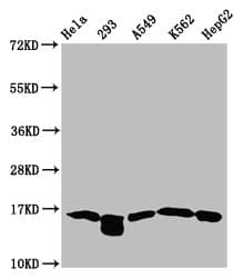 HIST1H3A Antibody
