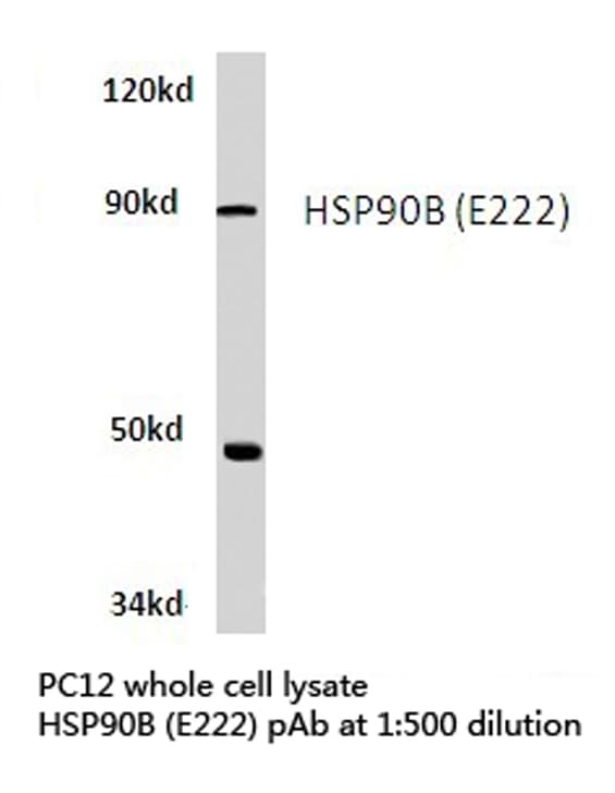 HSP90AB1 / HSP90 Alpha B1 Antibody (Glu222)