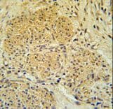 IPO7 / RANBP7 Antibody (aa142-169)