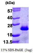 Human PDCD6 / ALG-2 Protein (Recombinant His)