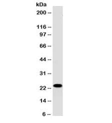 CD3E Antibody (clone PC3/188A)