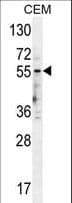 HTR3E / 5-HT3E Receptor Antibody (aa126-154)