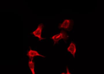 Polyclonal Rabbit anti-Human OR9Q2 Antibody (IF, WB)