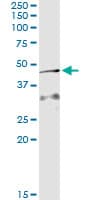 AMID / AIFM2 Antibody (clone 3A11)