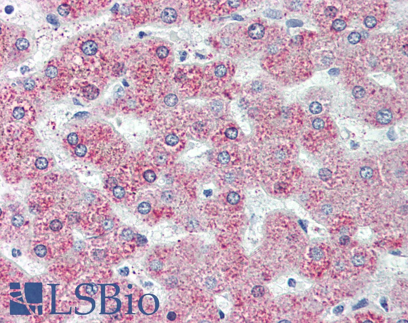 IHC-plus™ GPR146 Antibody (Internal)