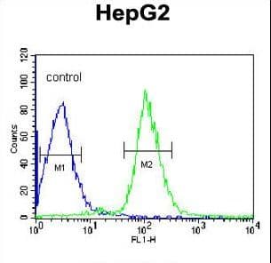 Polyclonal Rabbit anti-Human Antithrombin-III Antibody (aa364-393, IHC, IF, WB)