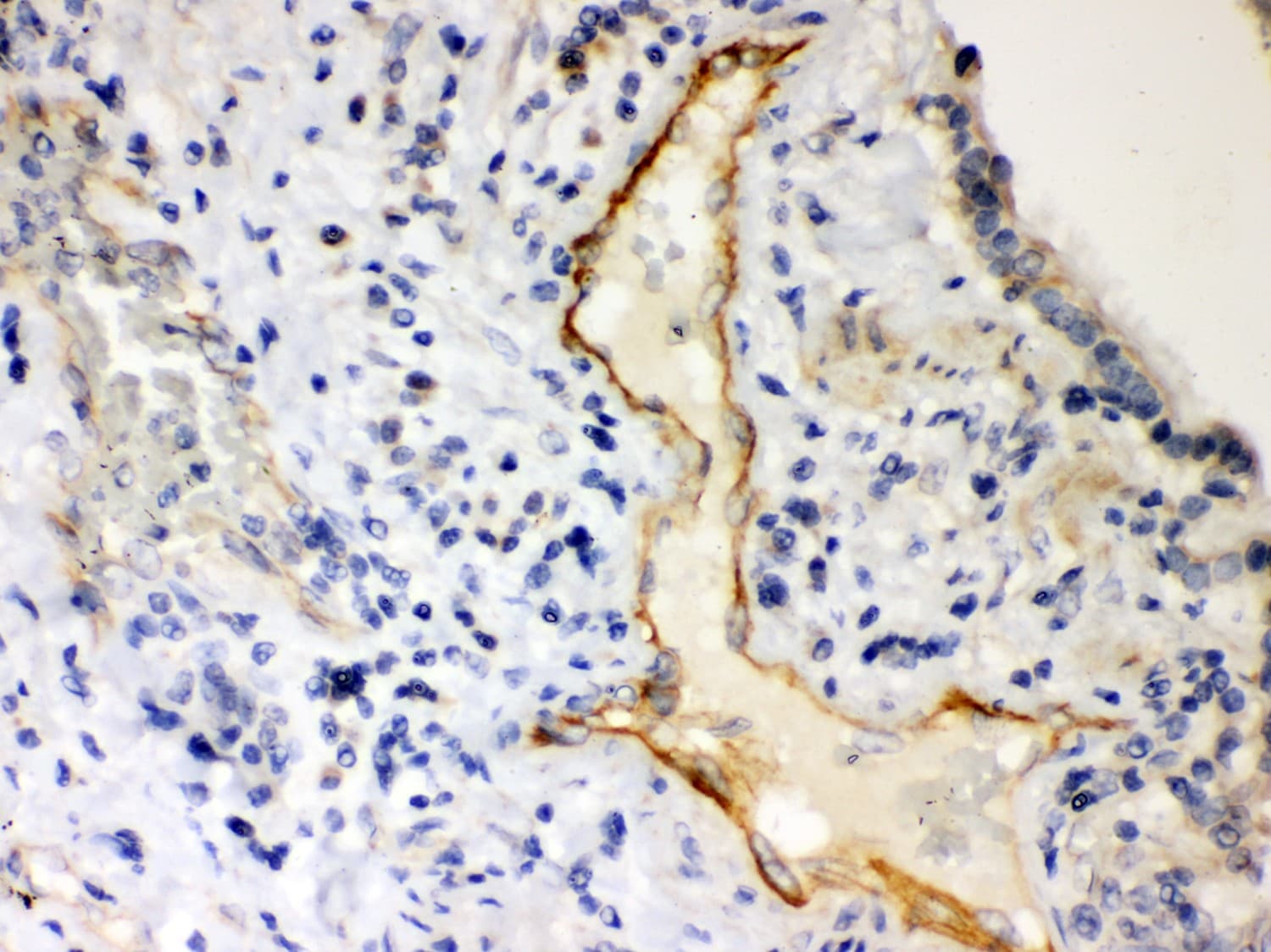 P2RX2 / P2X2 Antibody (aa139-471)