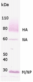 Influenza A Virus H1N1 Antibody