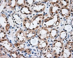 PSMC3 Antibody (clone OTI7D1)