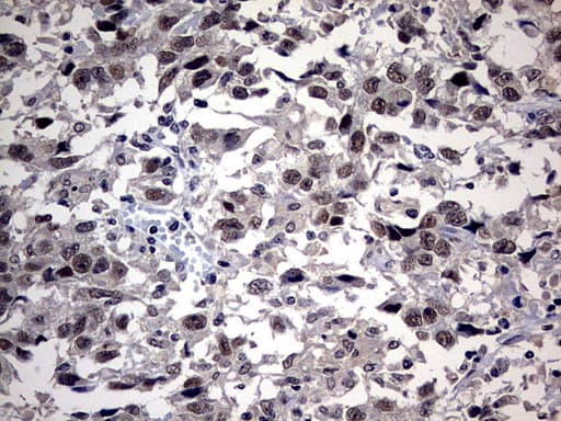 SAP30BP / HTRG Antibody (aa1-260, clone OTI4H1)