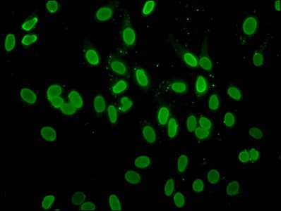 H2AFZ / H2A.z Antibody
