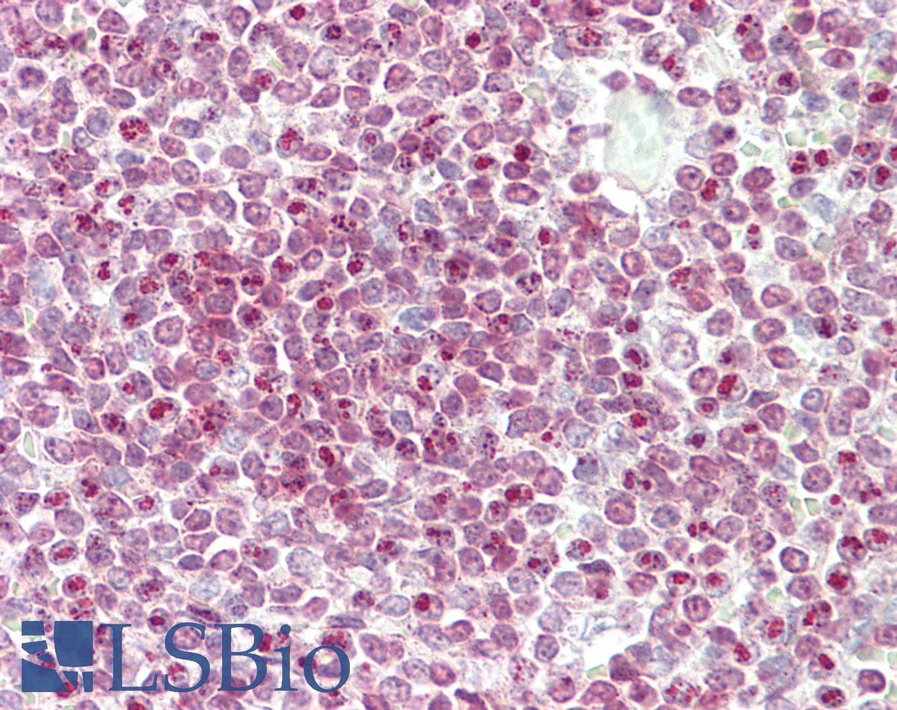 IHC-plus™ CENPW / C6orf173 Antibody