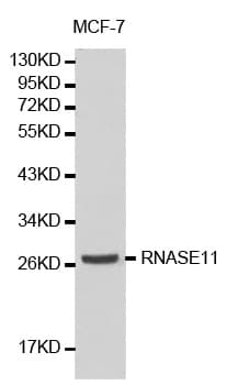 RNASE11 Antibody