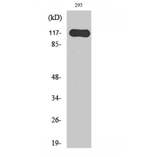 Hairless / HR Antibody (10-90 aa, N-terminal)