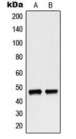 NCF1 / p47phox / p47 phox Antibody (C-Terminus)