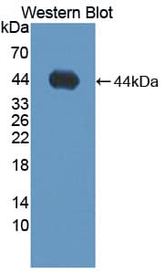 ADAMTS19 Antibody (aa325-686)