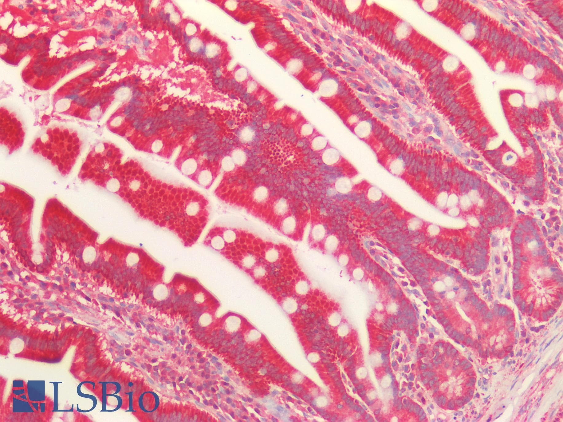 IHC-plus™ MAOB / Monoamine Oxidase B Antibody