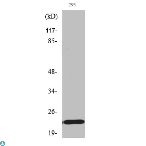 BAD Antibody