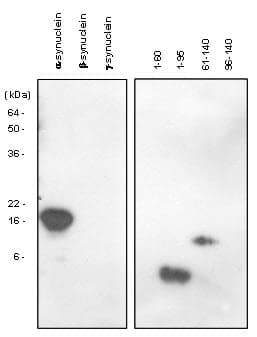 PathPlus™ Monoclonal Mouse anti-Human SNCA / Alpha-Synuclein Antibody (clone 5C2, aa1-140, IHC, WB)