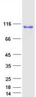 Human CANX / Calnexin Protein (Recombinant Myc-DDK (Flag))