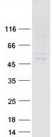 Human WDFY2 Protein (Recombinant Myc-DDK (Flag))