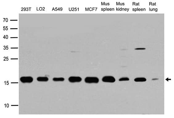 UBE2I / UBC9 Antibody