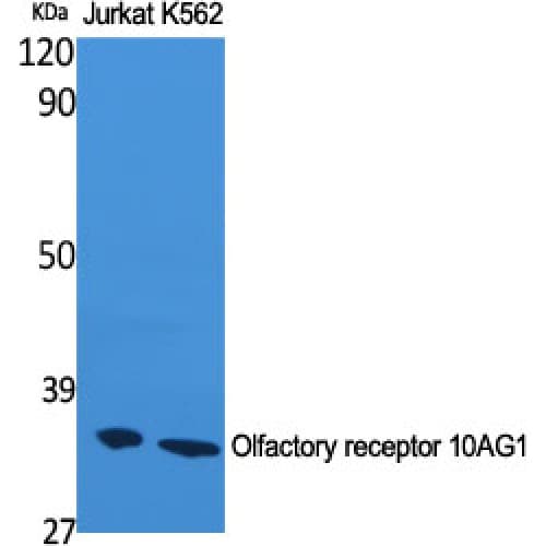 OR10AG1 Antibody (200-280 aa, C-terminal)