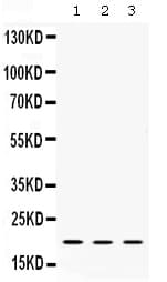CRYAA / Alpha A Crystallin Antibody