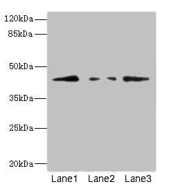 FBXO4 / FBX4 Antibody