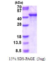 Human SH3GL3 Protein (Recombinant His)