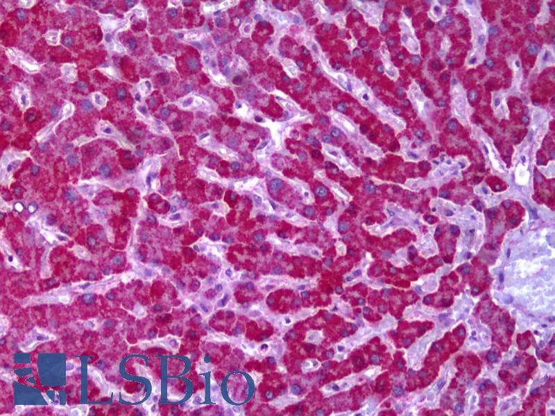 IHC-plus™ Monoclonal Mouse anti-Human PPP2R1A Antibody (clone 4E6, IHC, WB)