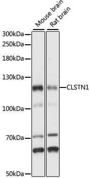 Polyclonal Rabbit anti-Human CS1 / CLSTN1 Antibody (WB)