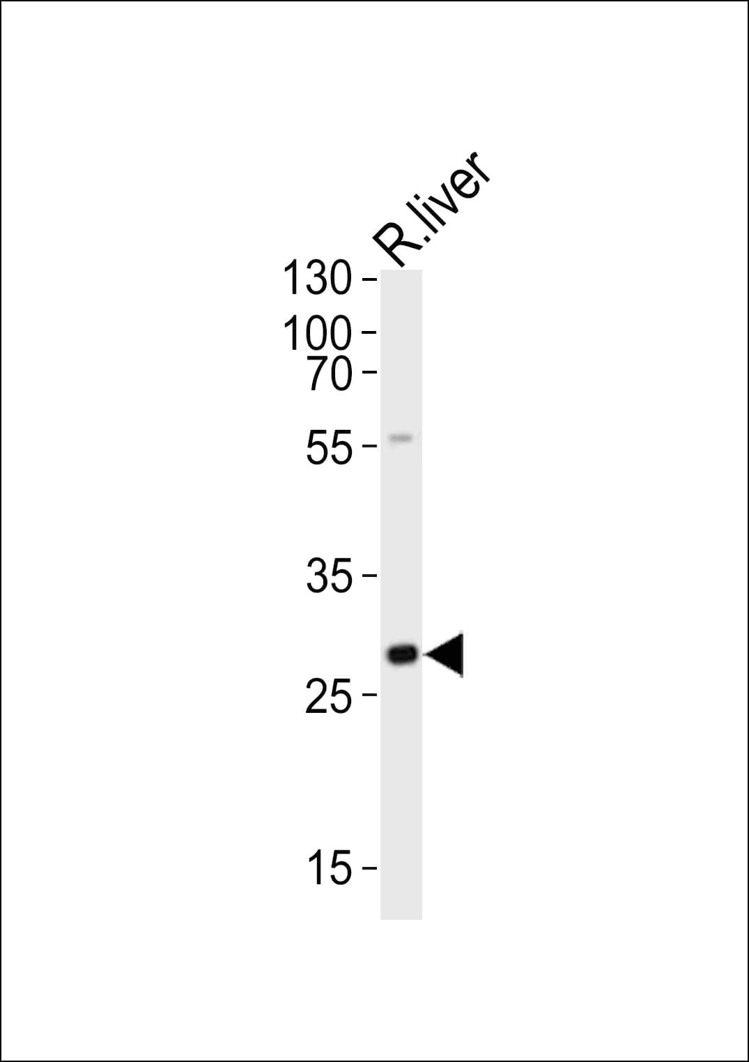 Polyclonal Rabbit anti-Mouse OLIG3 Antibody (aa70-103, WB)