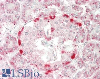 RPL14 / Ribosomal Protein L14 Antibody (FITC)