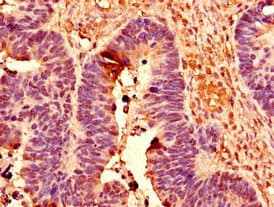 POLR2C Antibody