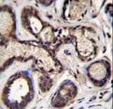 EIF2B5 Antibody (aa36-65)