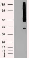 RAD9A / RAD9 Antibody (clone OTI5D9)