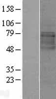 LMBRD1 Protein (Over-Expression Lysate Myc-DDK (Flag))