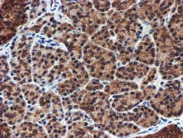 PSMA6 Antibody (clone OTI4C9, Carrier-free)